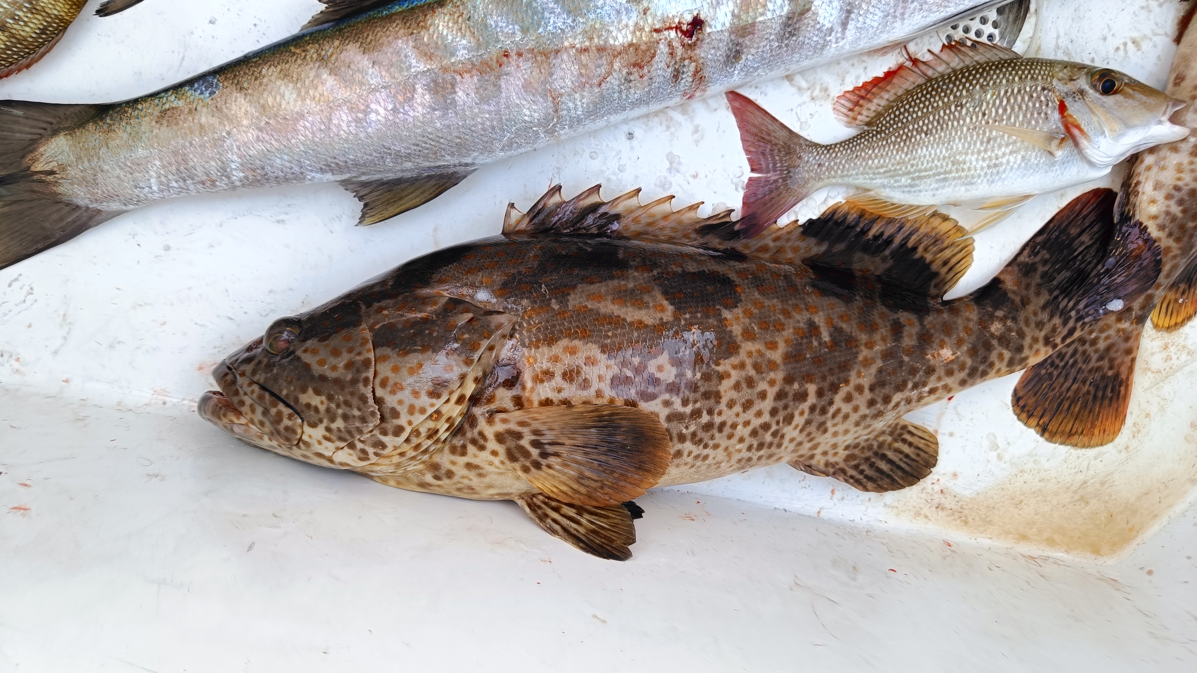 Deep Sea fishing (4 hrs) for 10 pax.