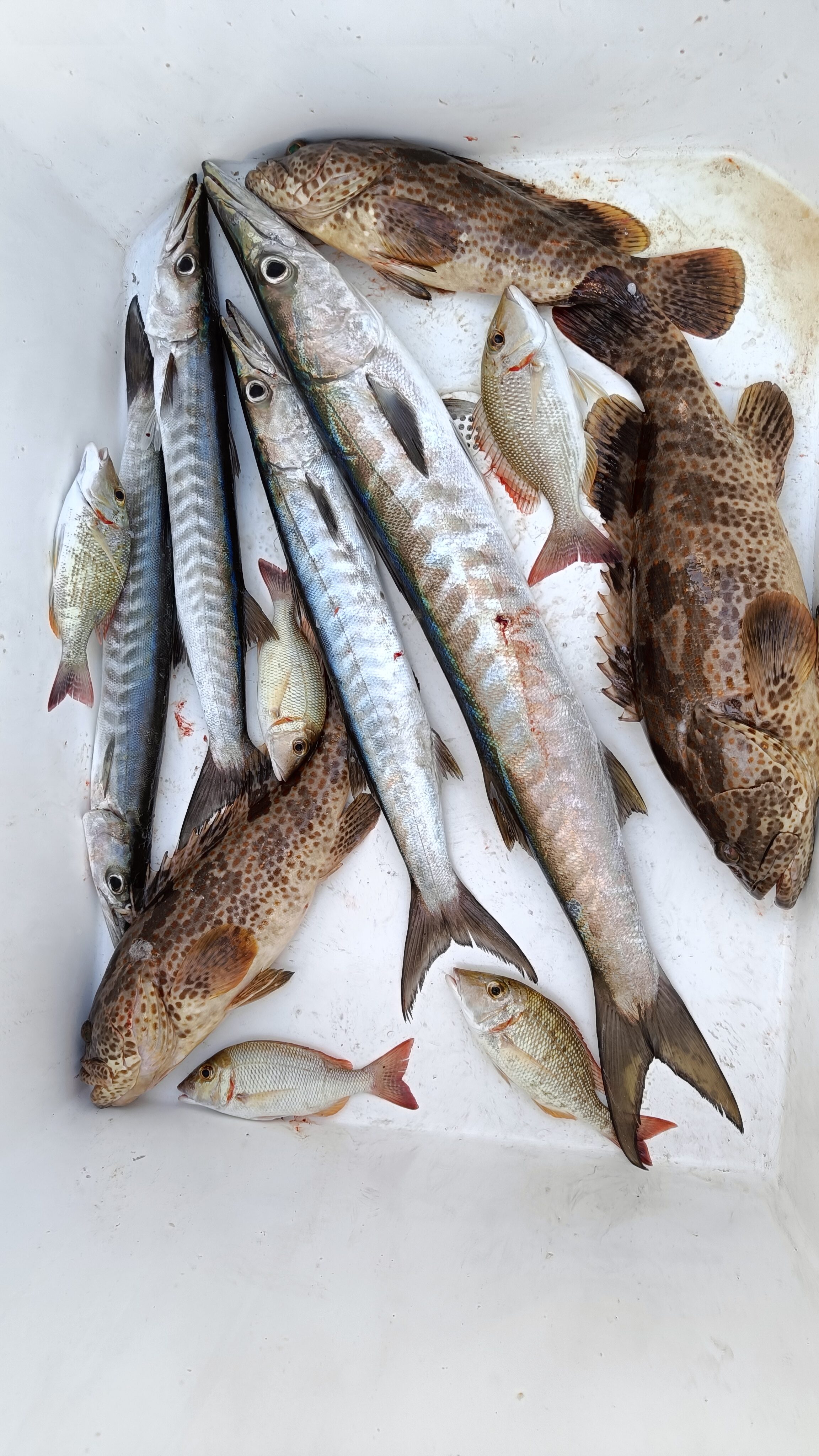 Deep Sea fishing (4 hrs) for 10 pax.